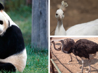 八达岭野生动物园