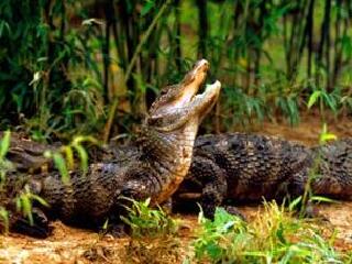 湖州长兴扬子鳄村