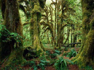 大容山国家森林公园