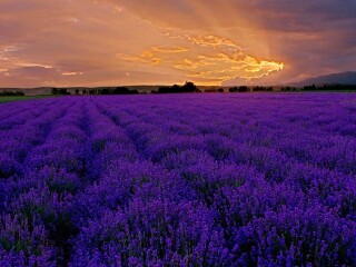 成都普罗旺斯薰衣草庄园