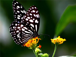 大连旅顺蝶恋花蝴蝶园