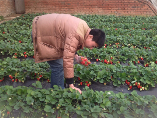 北京平谷京香园采摘