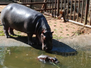海南热带野生动植物园