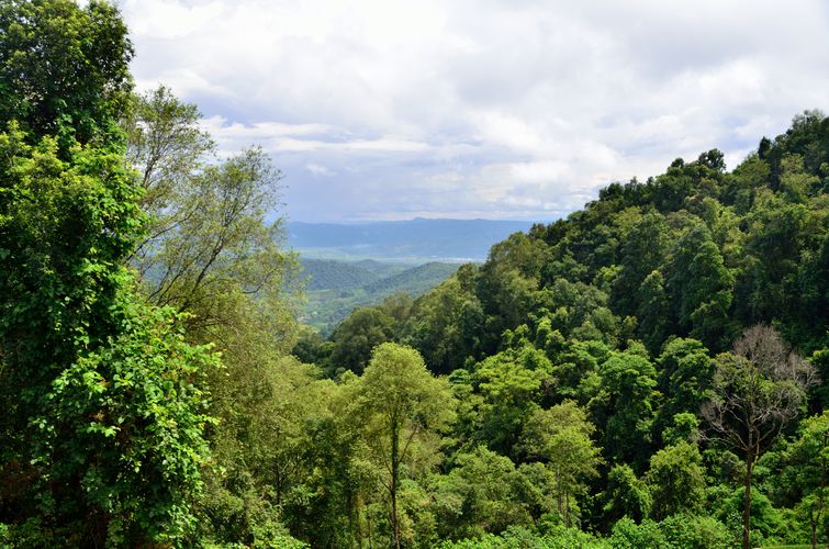 的动物资源与北热带,南亚热带季风常绿阔叶林景观的综合性山岳型景区