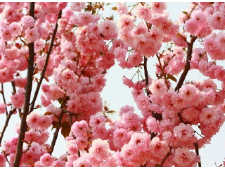 天适樱花悠乐园