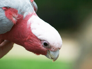 悉尼塔龙加动物园