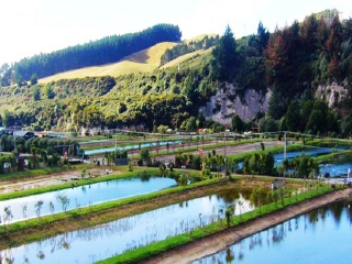 罗托鲁瓦明虾公园