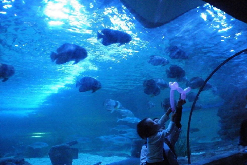 金华义乌海洋世界旅游图片