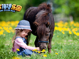 皇家海洋乐园