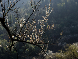 梅岭竹海明珠景区