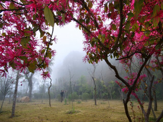大金峰百花果风景区