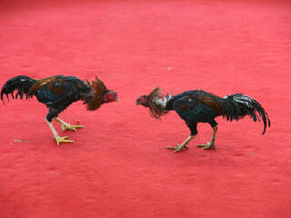 泰州凤城河田园牧歌景区