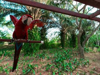 海南热带飞禽世界