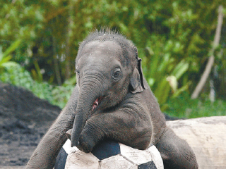 澳大利亚悉尼塔朗加动物园