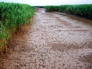 鼎翔生态旅游区