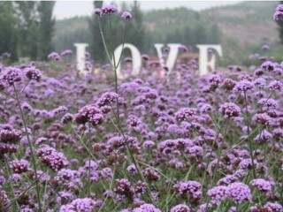 紫海香堤香草乐园