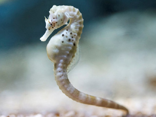 塔斯马尼亚海马世界和南洋水族馆