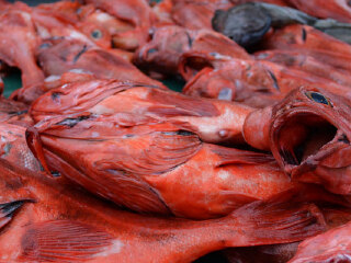 美国纽波特深海垂钓