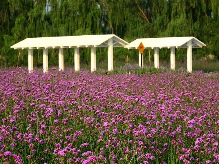 藍調薰衣草莊園