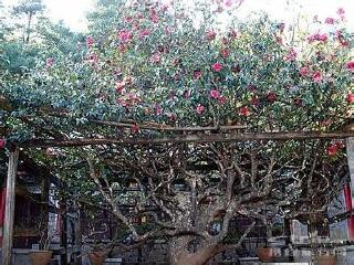 玉峰寺万朵茶花树