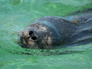 希帕甘水族馆