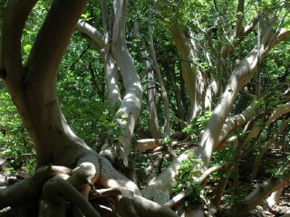 马斯格雷夫夫人岛
