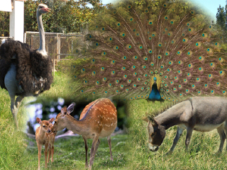 上海东方地质科普馆