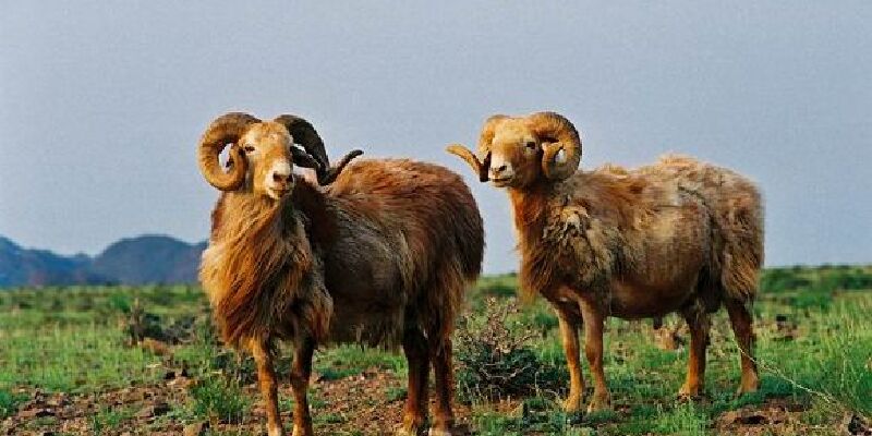 裕民巴什拜羊价格_专卖店_哪里买