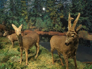 长白山自然博物馆