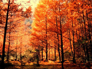 察罕河国家森林公园