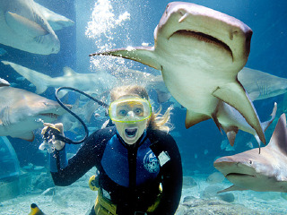 墨尔本海洋生物水族馆