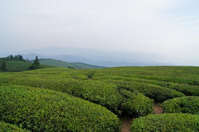 山上有福泉山公路貫通景區,交通便利,植被豐富,是單車騎行的天堂.