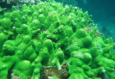 水藻种类图片