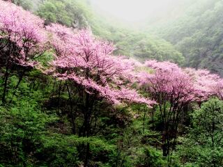 太白山