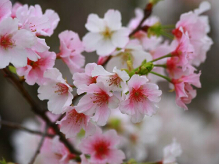 天适樱花悠乐园