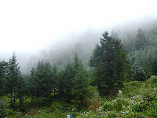 大河坝森林公园