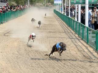 泰州凤城河田园牧歌景区