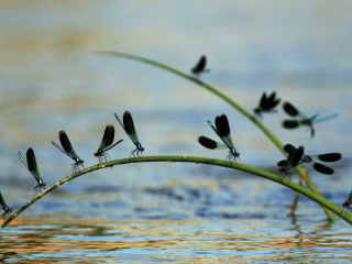 曲乌纳野生动植物公园