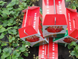 北京平谷京香园采摘