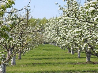 黑龙江省农科院园艺博览园