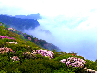 金佛山