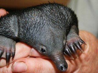 悉尼塔龙加动物园