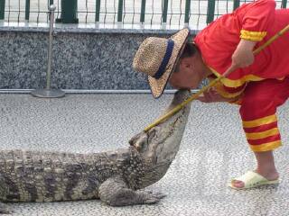 湖州长兴扬子鳄村