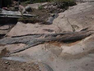 小渠子沟古树化石