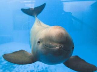 新螺段白鱀豚保护区