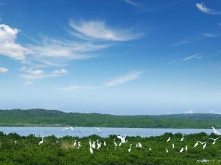 红树林自然保护区