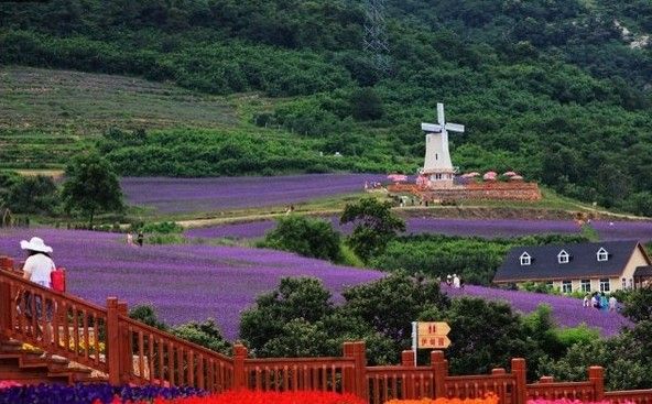 大连紫云花汐景区图片