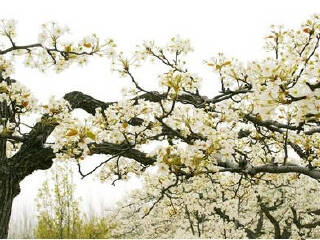 夏津黄河故道森林公园