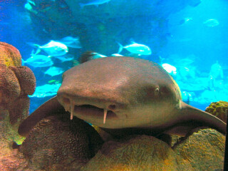 印度洋太平洋水族馆