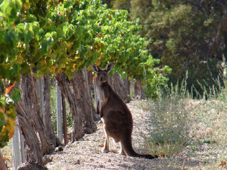 克莱尔山谷美酒产区